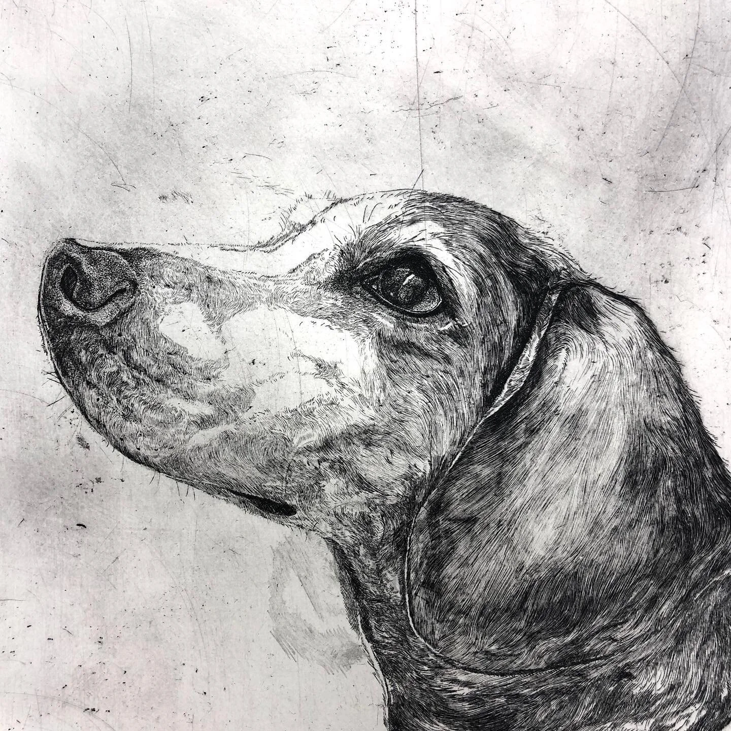 🐶
#printmaking #etching #intaglio