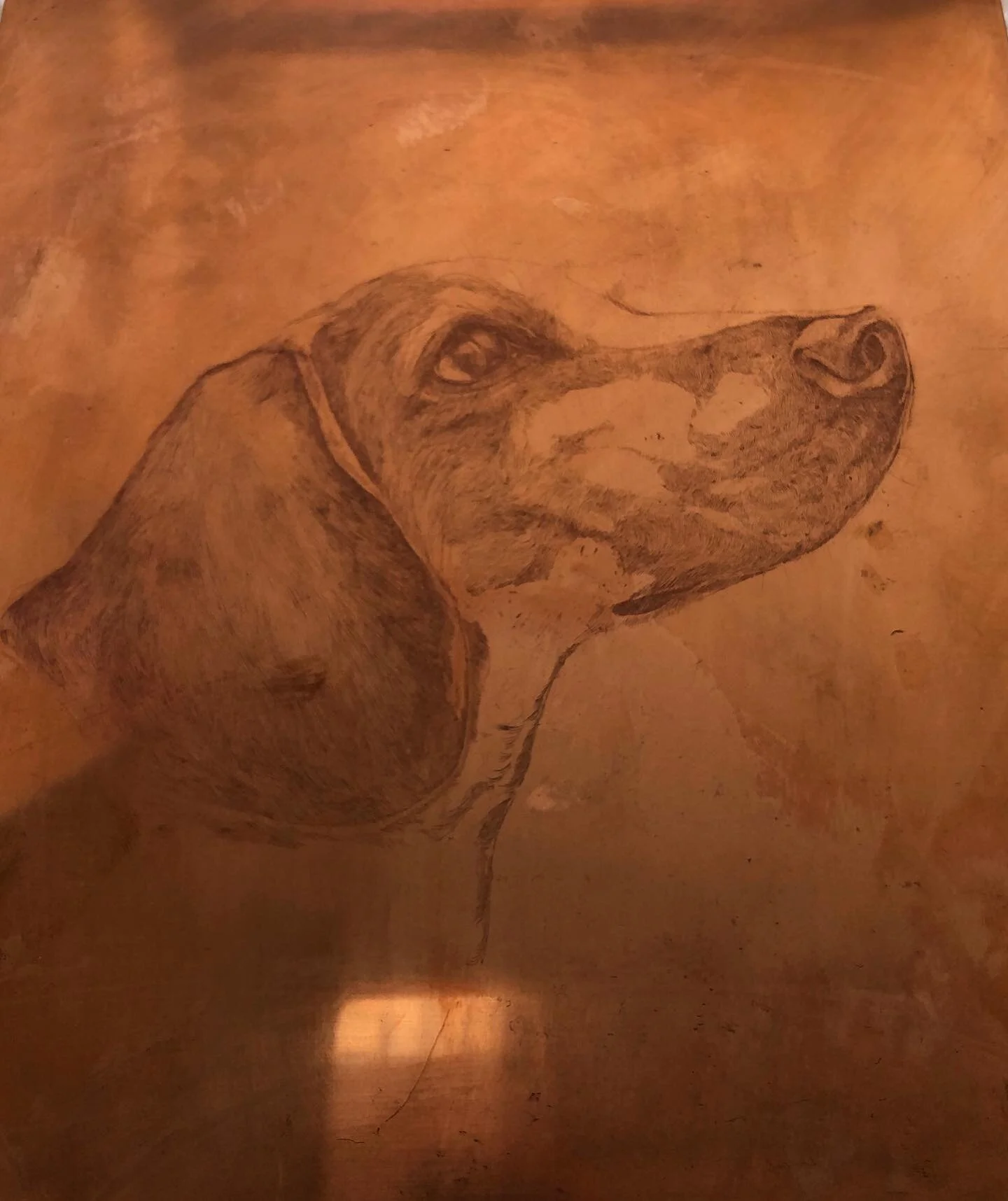 Won&rsquo;t have the chance to print this baby for a while 😥 #copperplateetching #beagle #fightanimaltesting