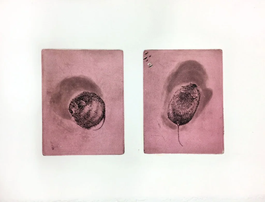 Vole Study, 2018.jpg