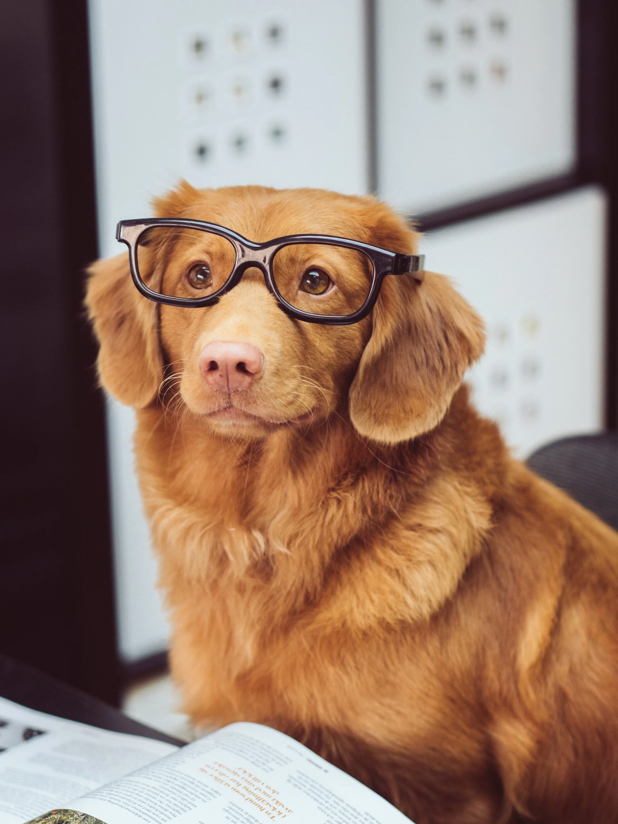 How I Got Into Every Optometry School I Applied To: Joining your Pre-Optometry Organization