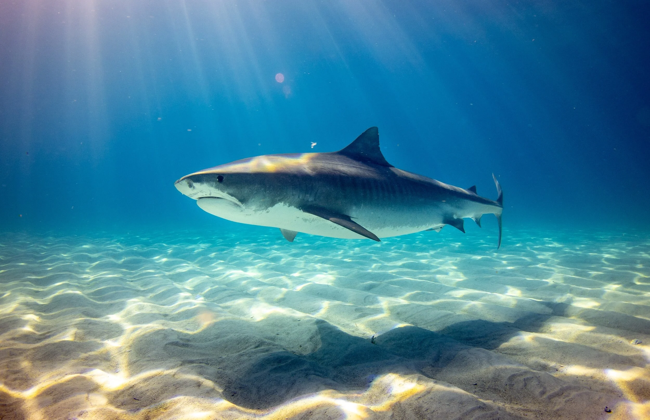 Western Australia Proposes New Shark Cull