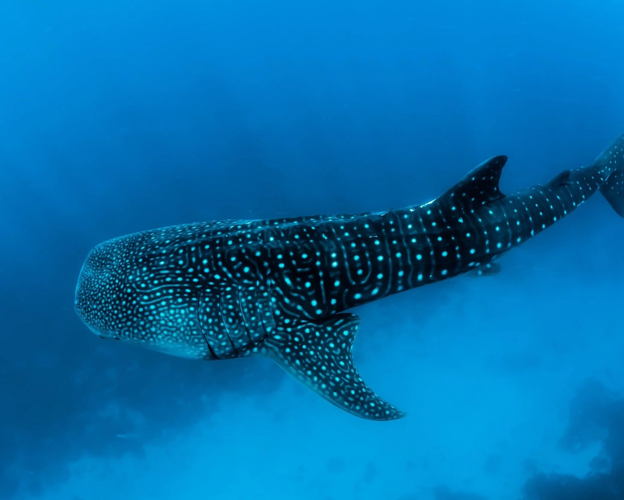 Maldives in discussions to legalise shark fishing.
