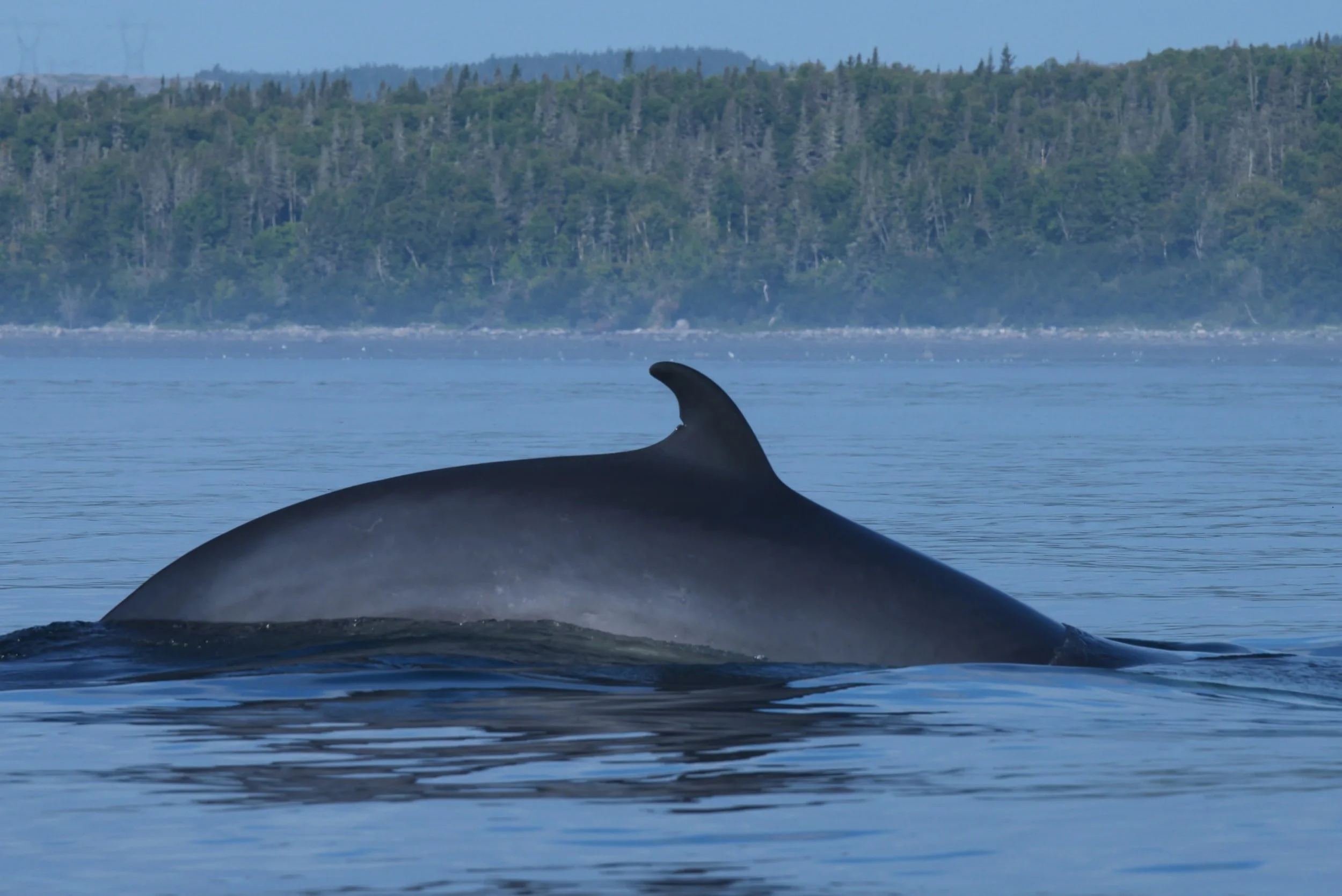 What It’s Like to Dive with Minke Whales on the Great Barrier Reef