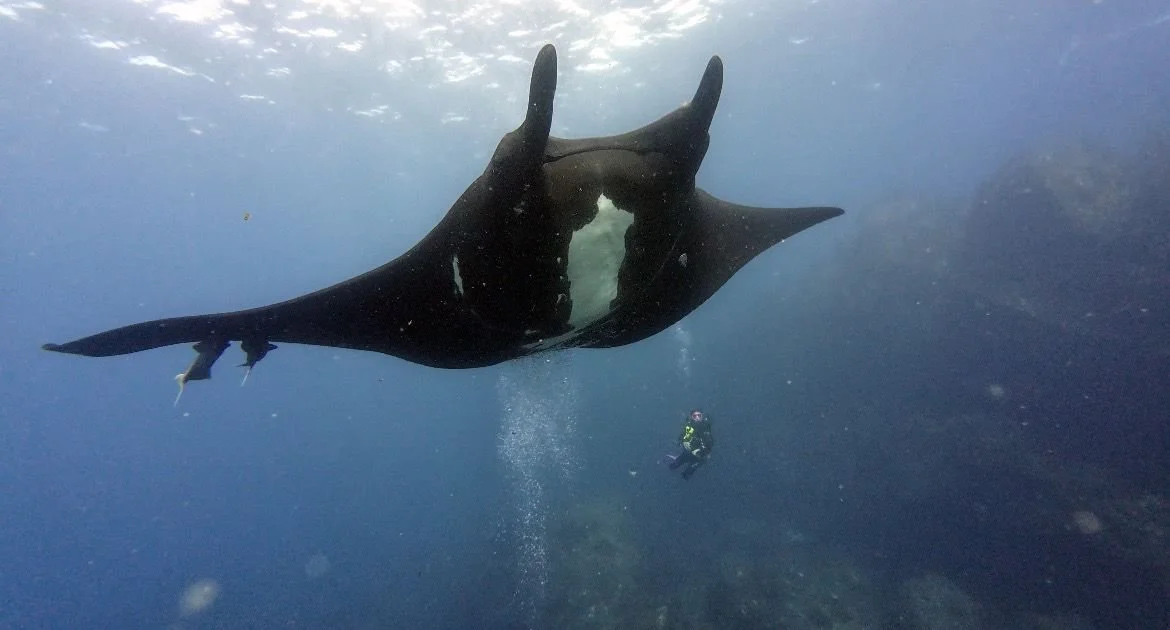 Diving with the Smartest Fish in the Ocean.