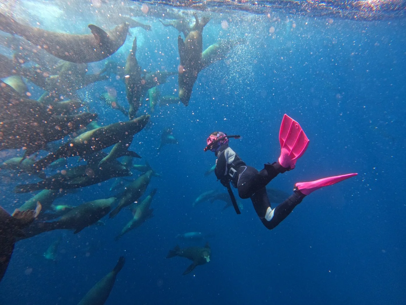 Why Mexico’s Sardine Run Should Be On Every Diver's Bucket List