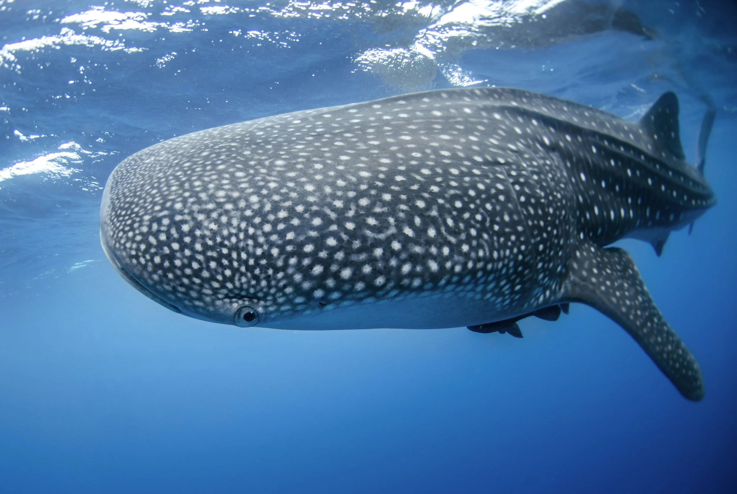 9 Incredible Marine Life Experiences in Aotearoa’s Backyard