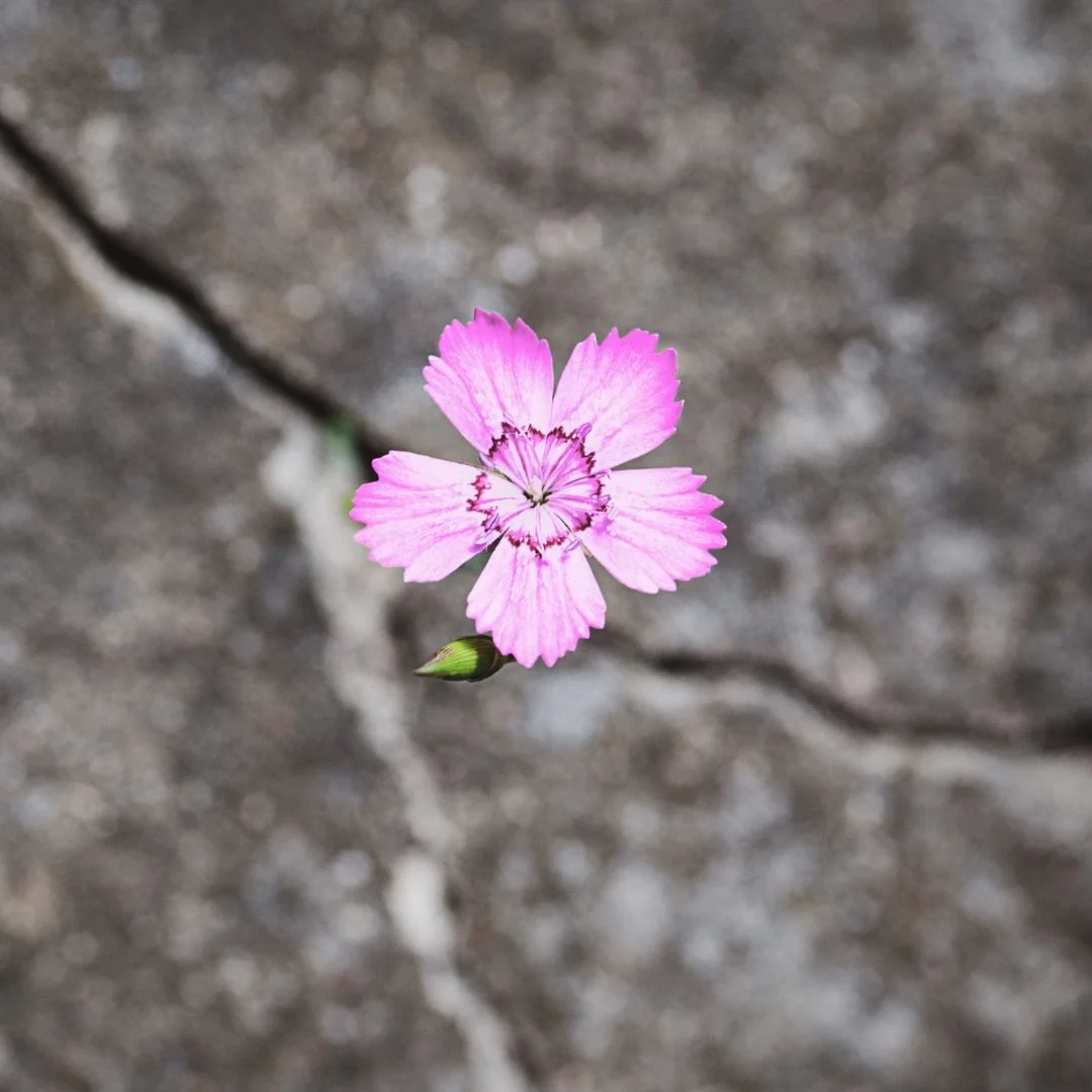 Small Business: Resilience in Tough Times 