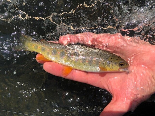Beautifully colored little brown trout