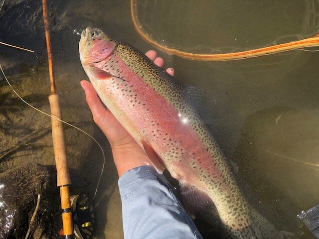 Wild Rainbow Trout on the bamboo