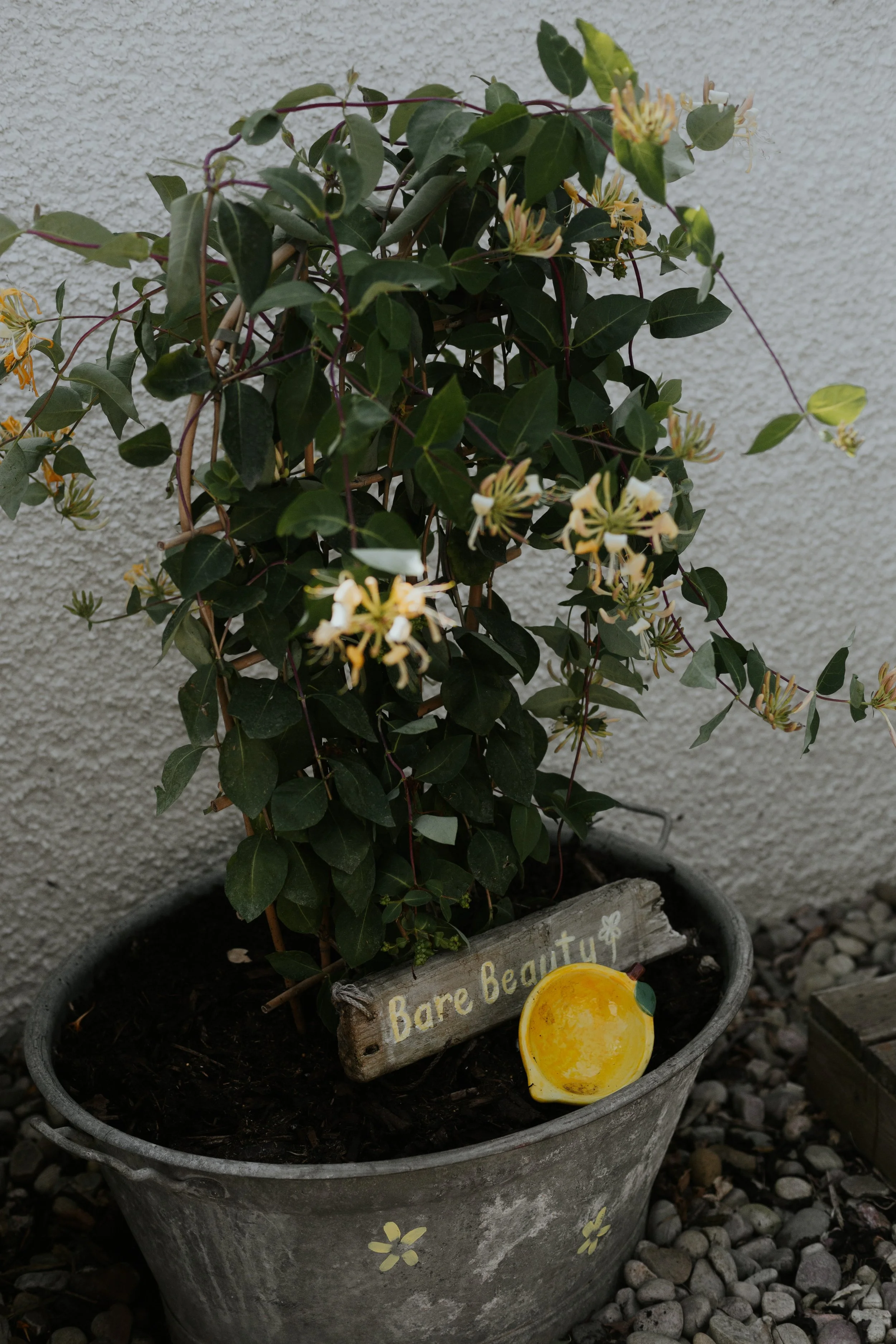 The Beauty Garden.JPG