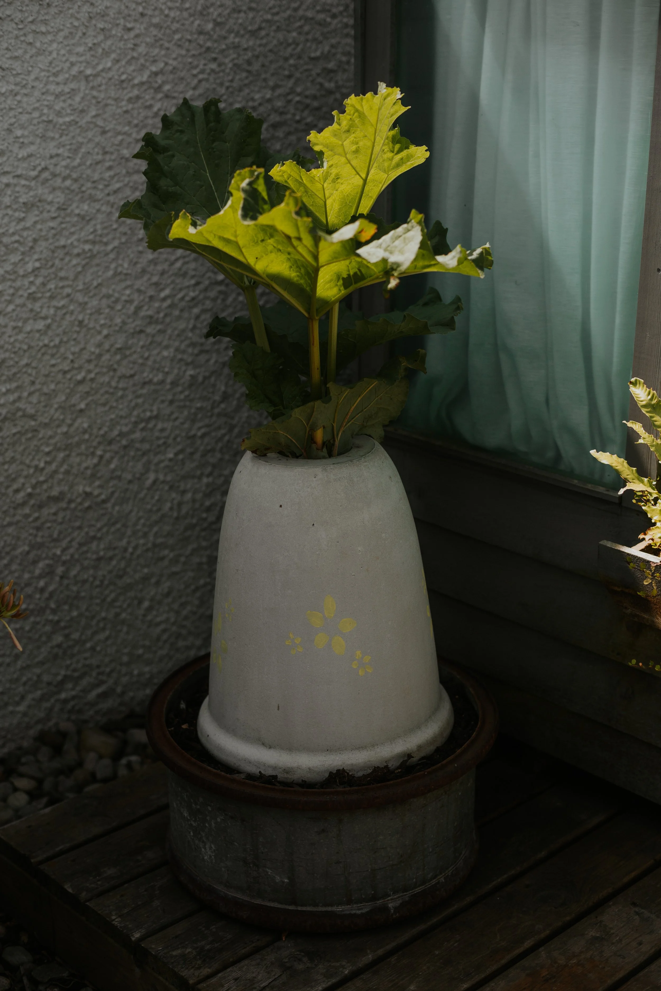 The Beauty Garden.JPG