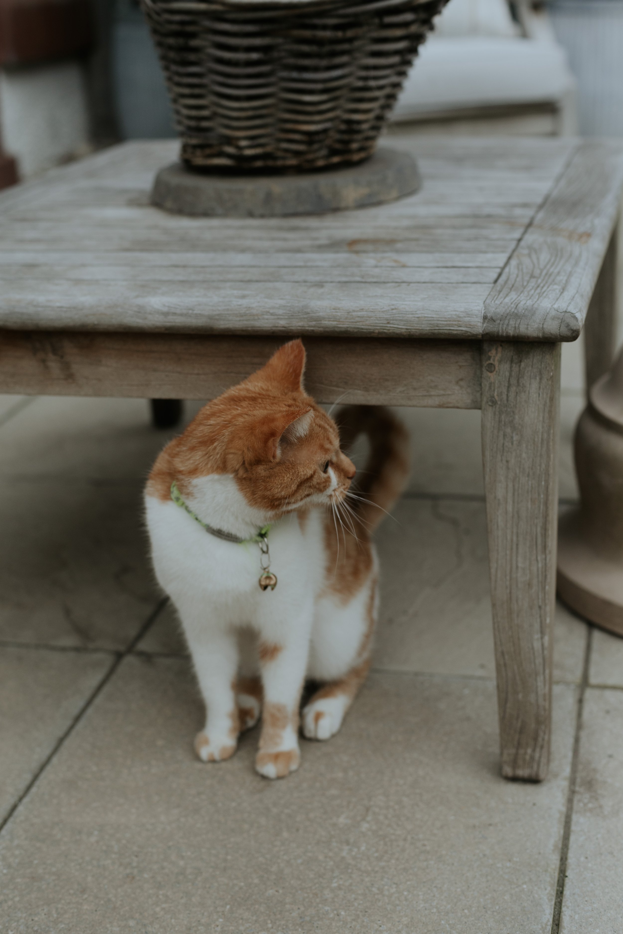 A ginger and white cat with a green collar and bell, sitting under a wooden table with a wicker basket on top.