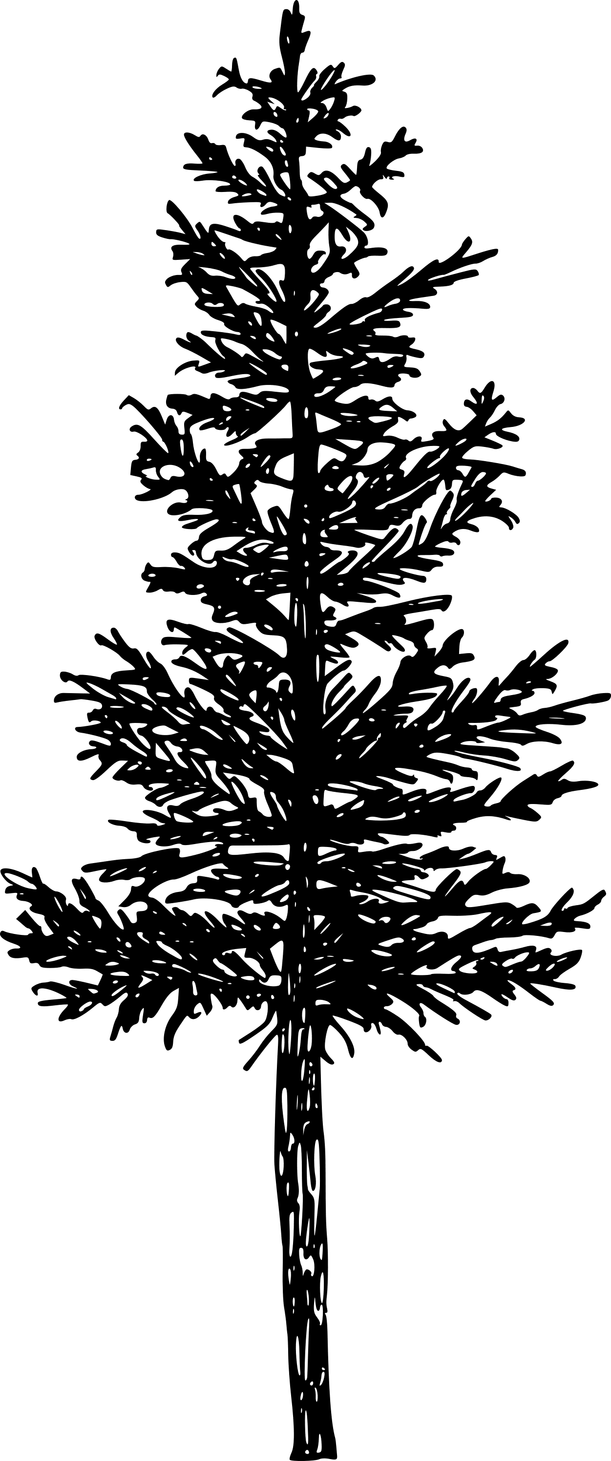 Pine Collectives