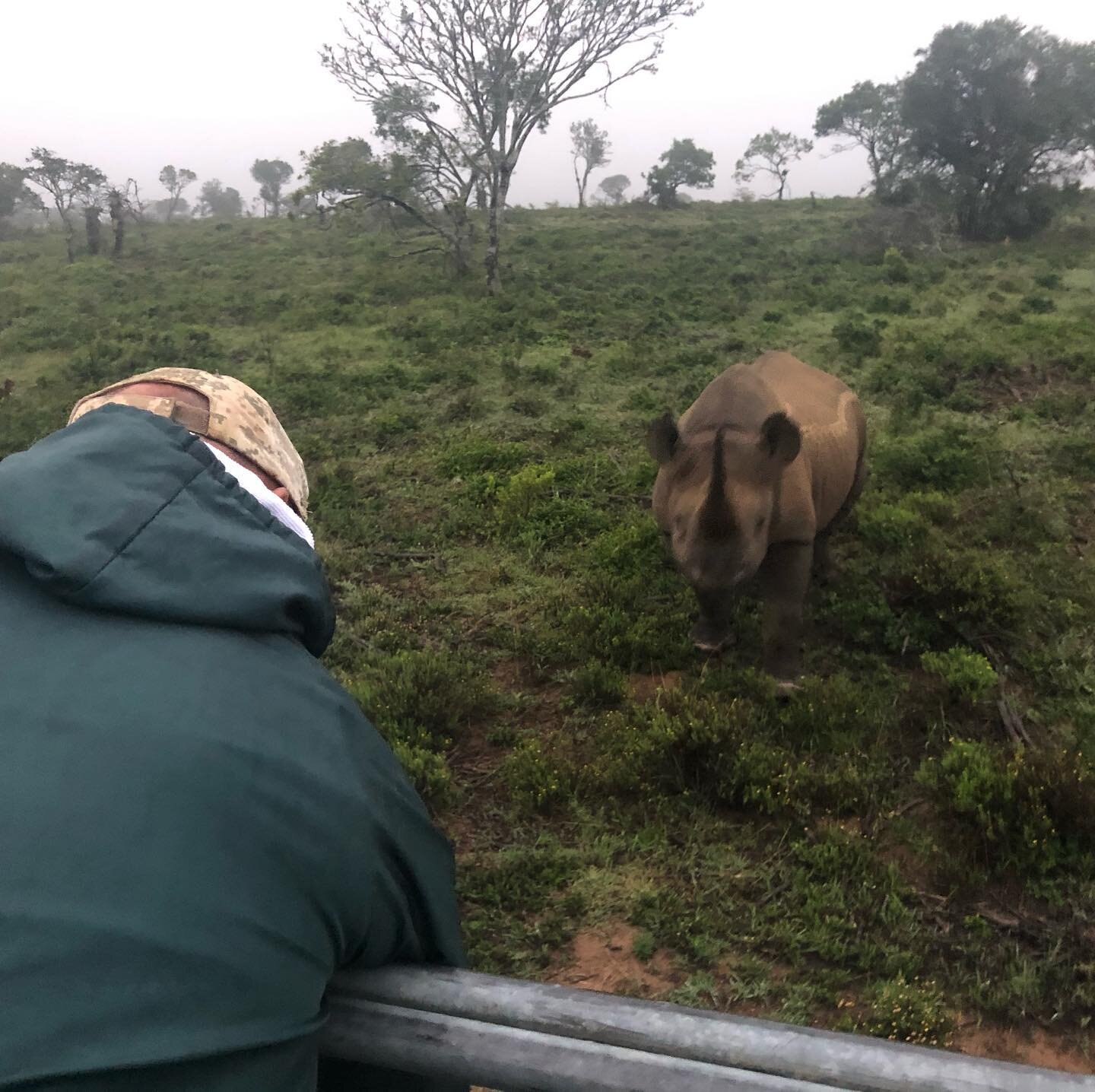 Black rhino encounters are truly special