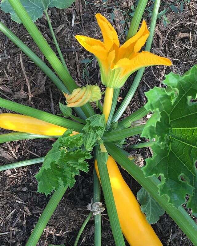 | Mardi nous aurons les premi&egrave;res courgettes jaunes! Bient&ocirc;t tomates et haricots 🤞🏼|
.
.
.
#ferme
#microferme
#montsdulyonnais