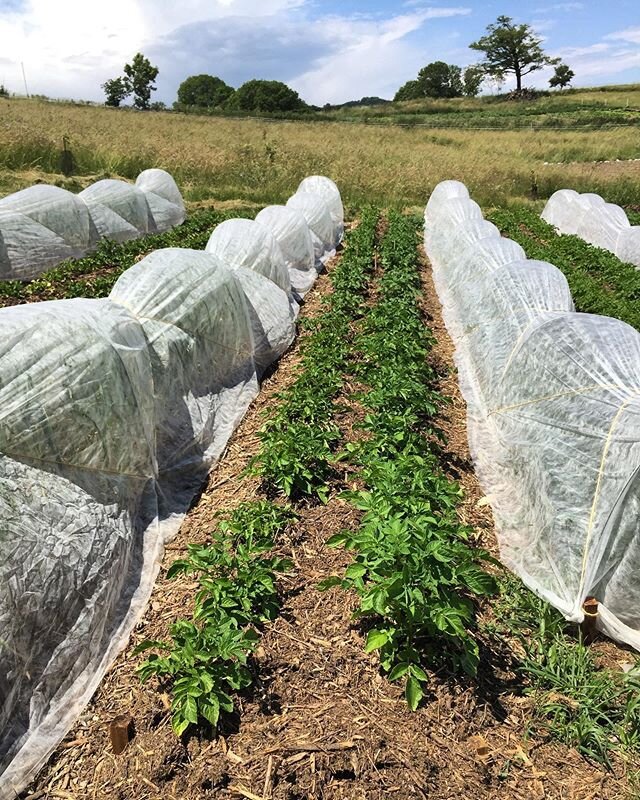 | Ce vendredi 5 juin nous sommes en stage donc pas de ventes à Sainte Catherine. Nous serons de retour mardi prochain avec plus de courgettes, salades, navets, &oelig;ufs frais, et peut être des haricots et des épinards 🤞🏼A très bientôt!|
.
.
