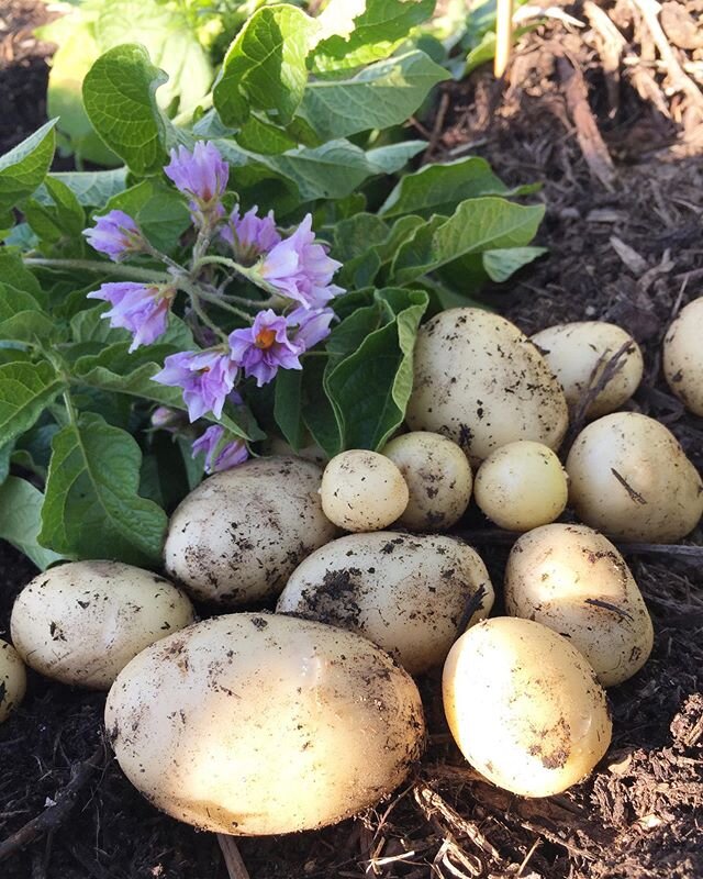 | les pommes de terres nouvelles sont arrivées! Nous seront au parking des boules ce mardi et vendredi à partir de 16 heures. Nous vous proposons des carottes jaunes + salades + courgettes jaunes + haricots + ail frais + &oelig;ufs fermiers + pomme