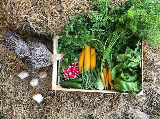 Récolte d&rsquo;aujourd&rsquo;hui!
&bull;carottes jaunes
&bull;salade
&bull;fenouil
&bull;persil plat
&bull;choux chinois
&bull;radis
&bull;courgettes jaunes
&bull;concombres
&bull;haricots verts
&bull;&oelig;ufs frais (poussins pas inclus...!)
&bul