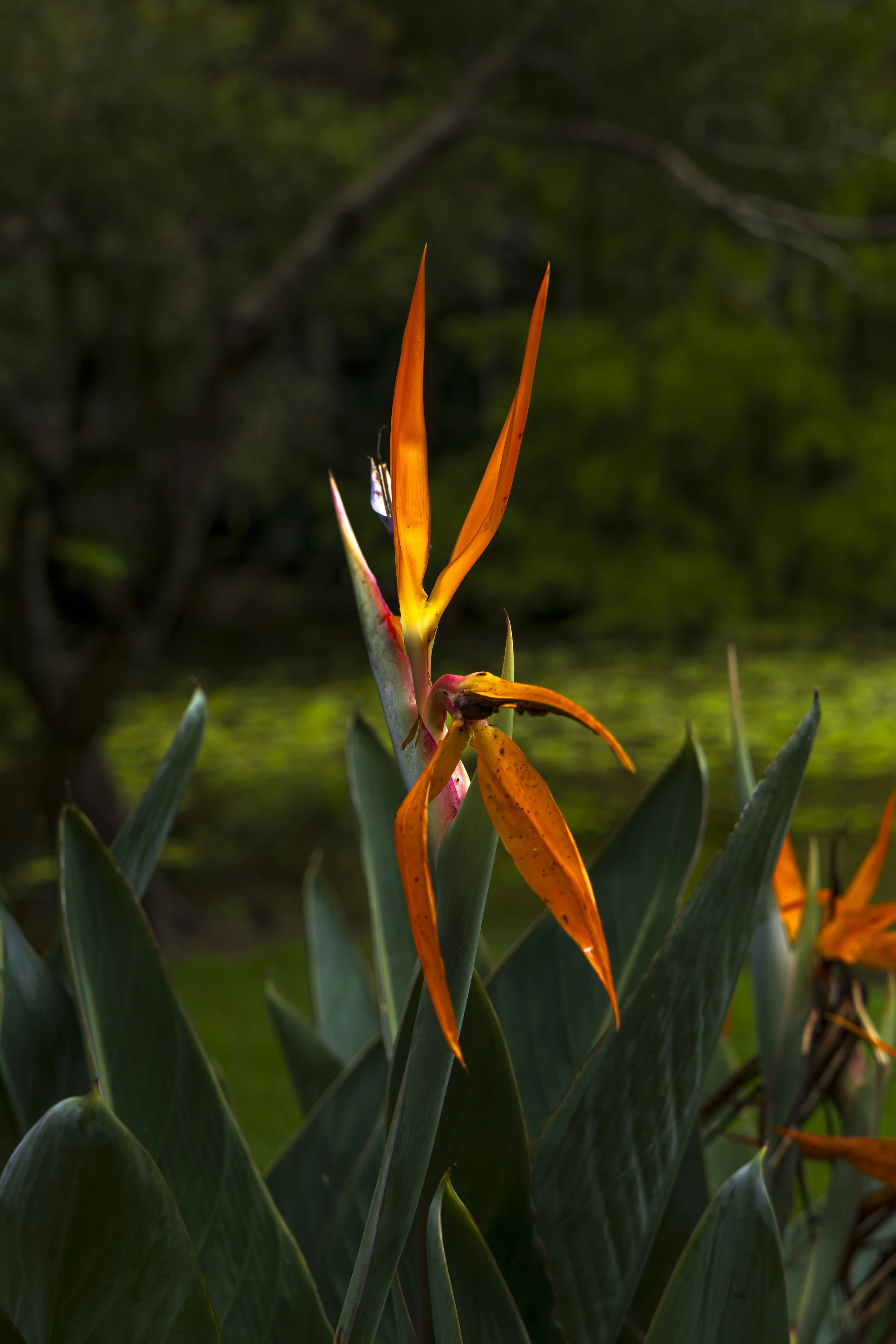 _MGL5086-Enhanced-NR-Edit.jpg