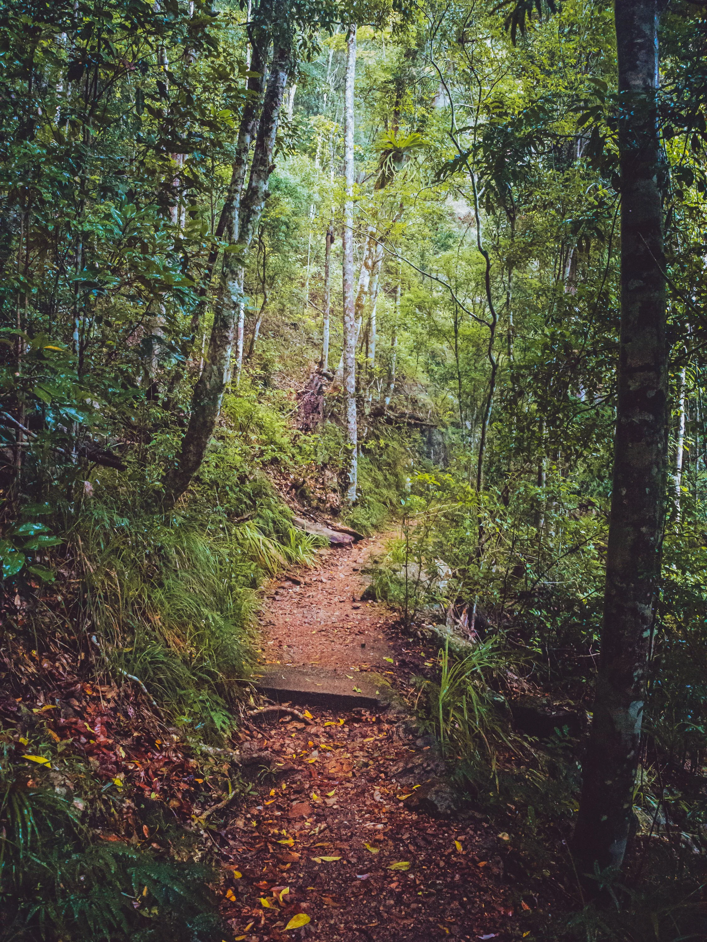 ashleykendrayKondillaFogFalls-4.jpg