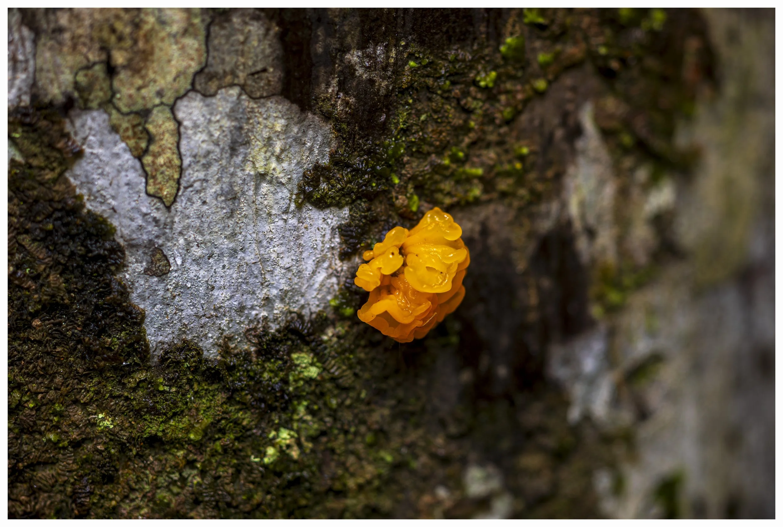 _MGL4932-Enhanced-NR-Edit.jpg