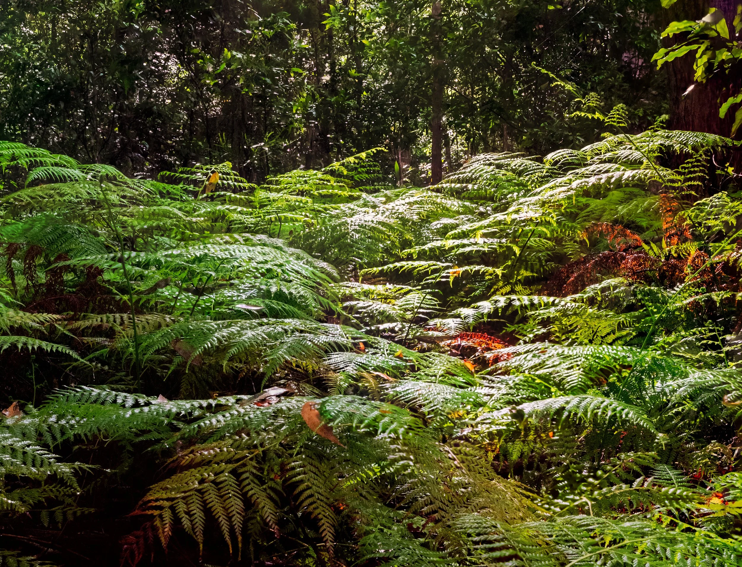 1S5A0353-Edit.jpg