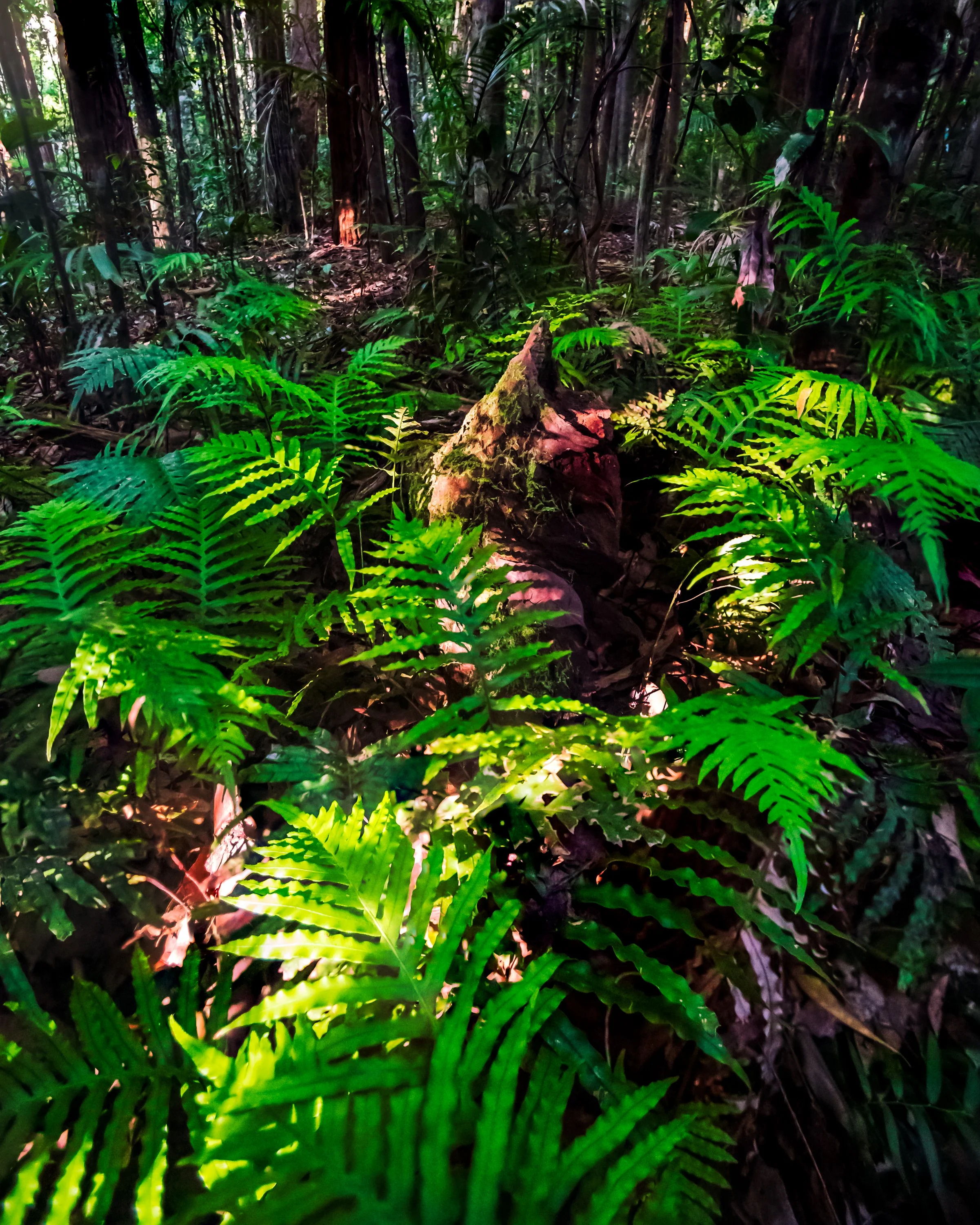 1S5A0767-Edit.jpg