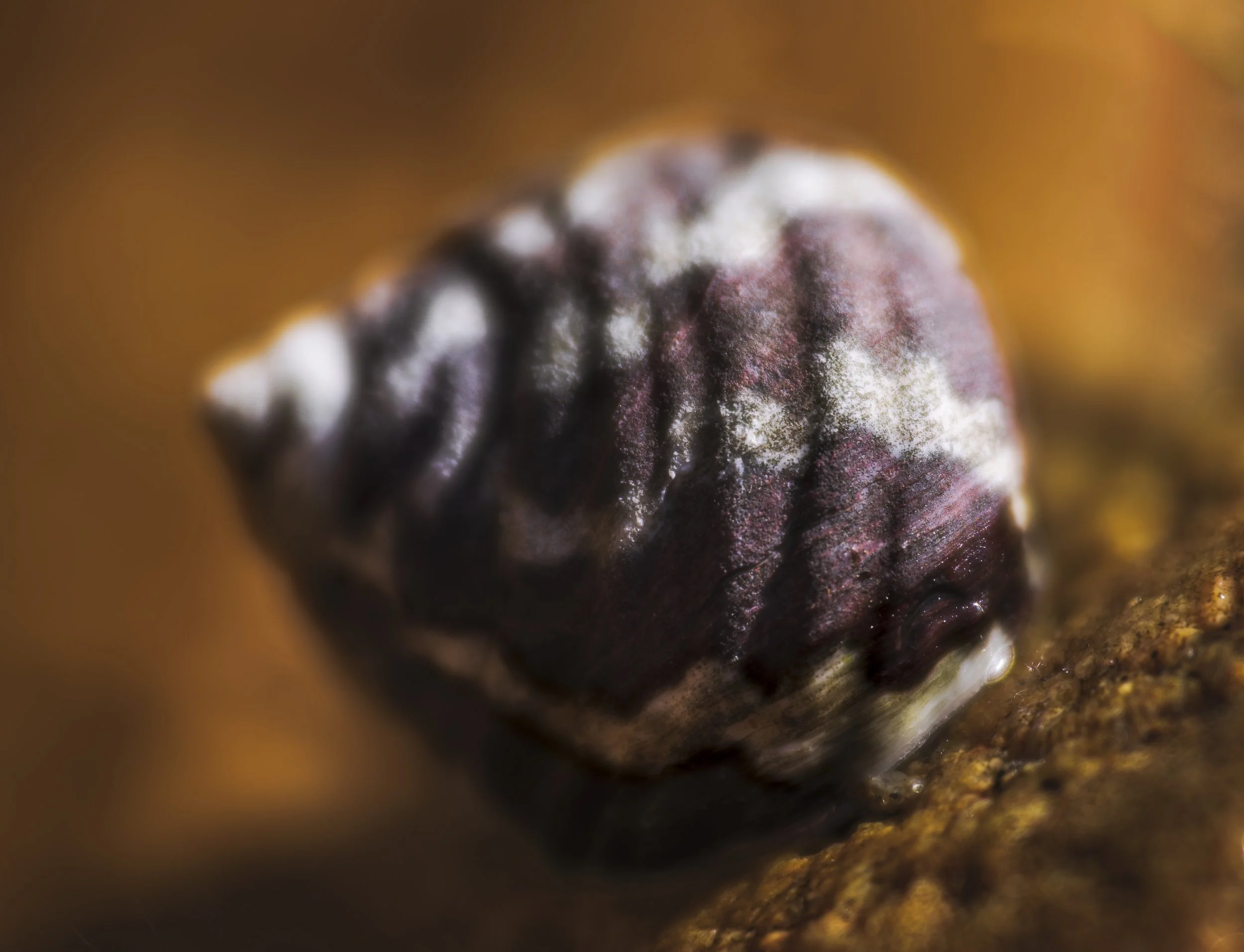 _MGL3827-Enhanced-NR-Edit.jpg