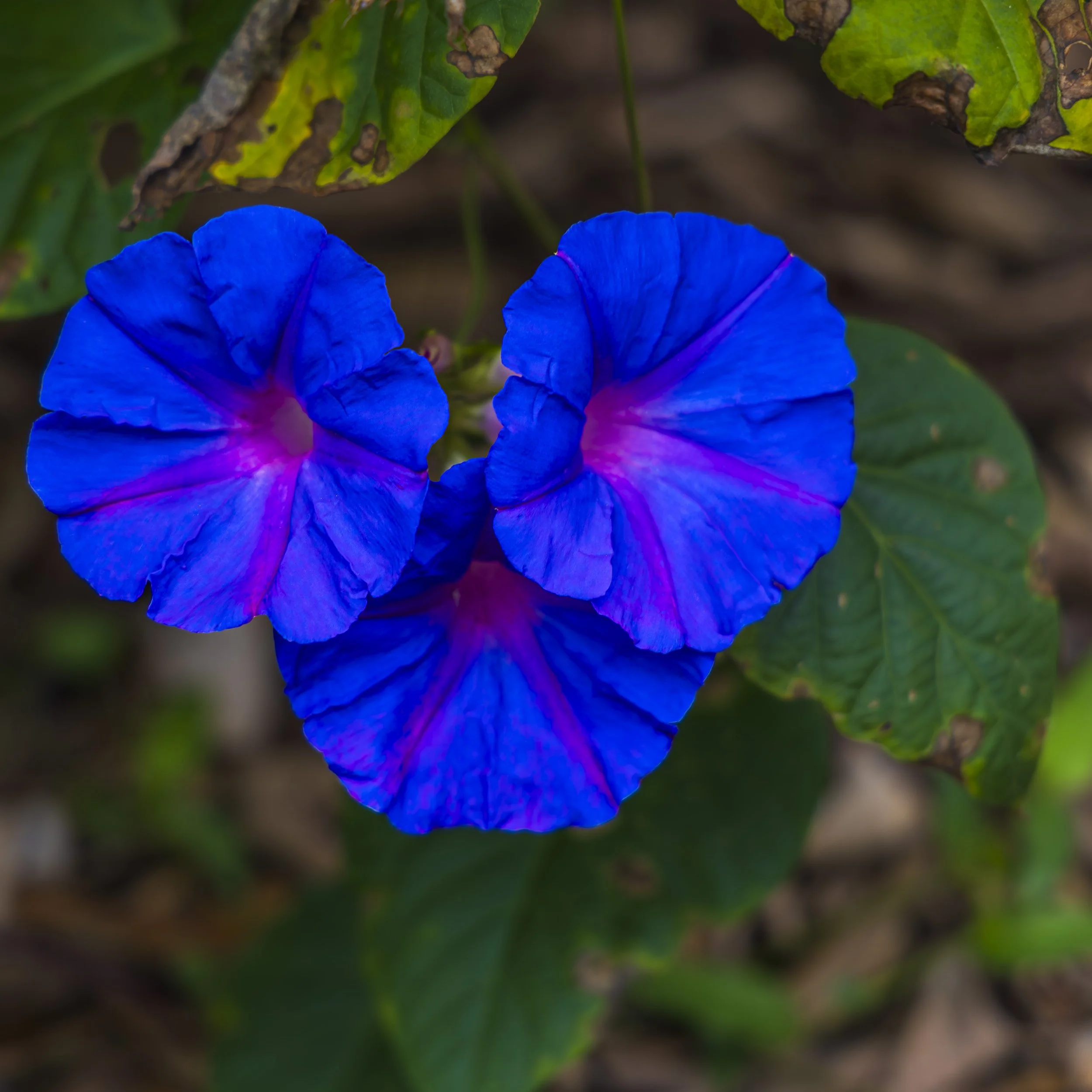 _MGL5133-Enhanced-NR-Edit.jpg