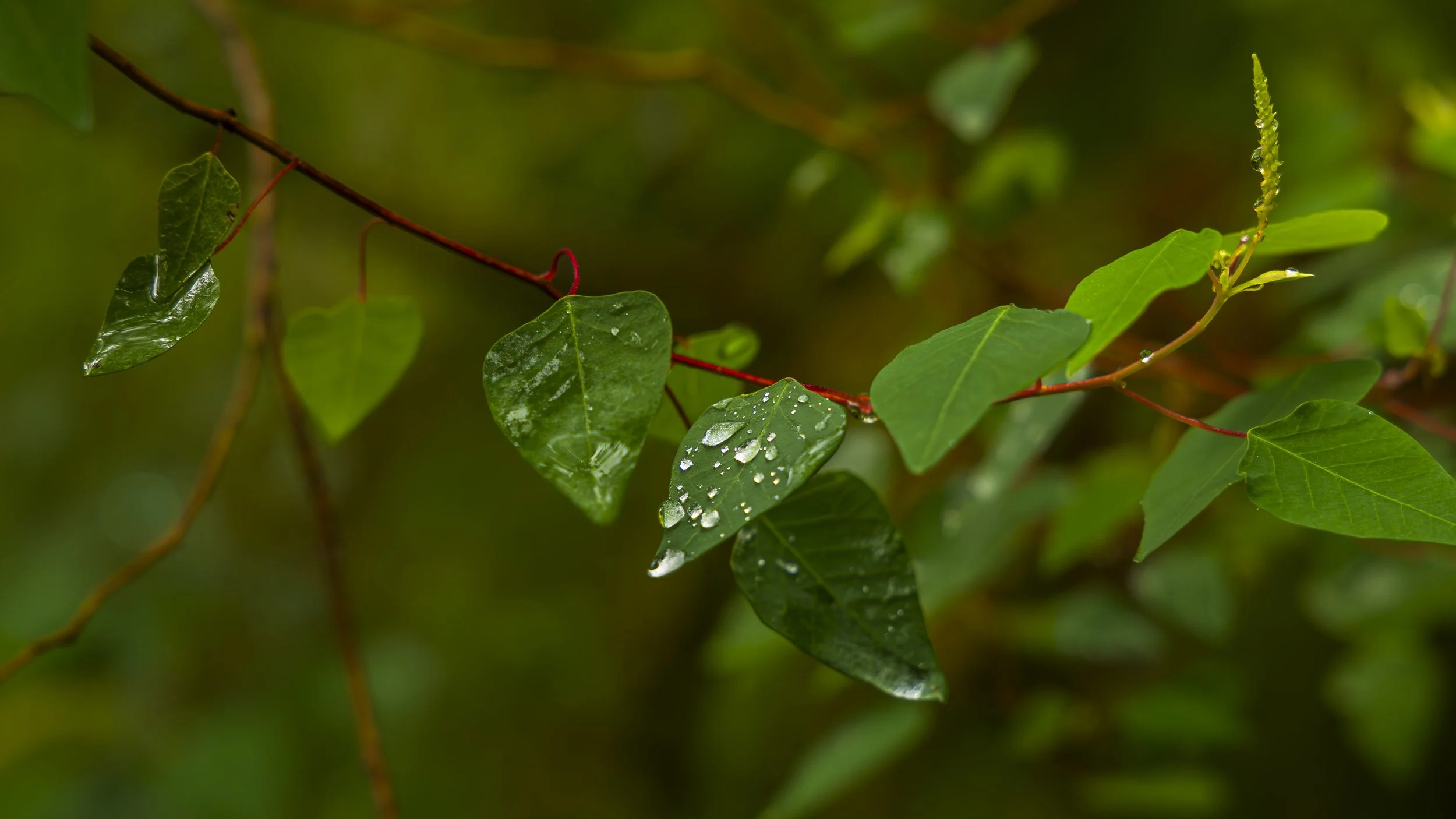 _MGL5290-Enhanced-NR-Edit.jpg