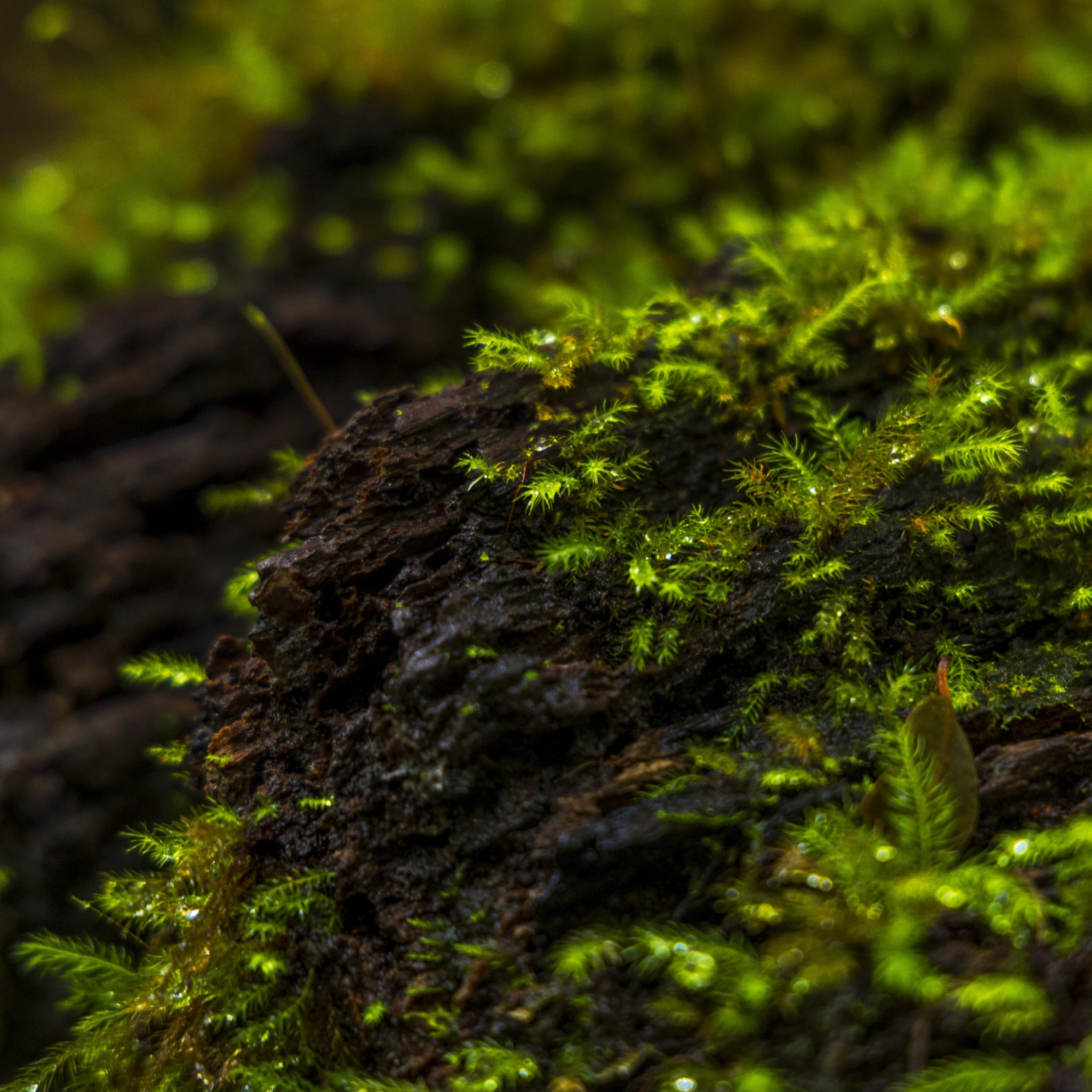 _MGL5142-Edit.jpg