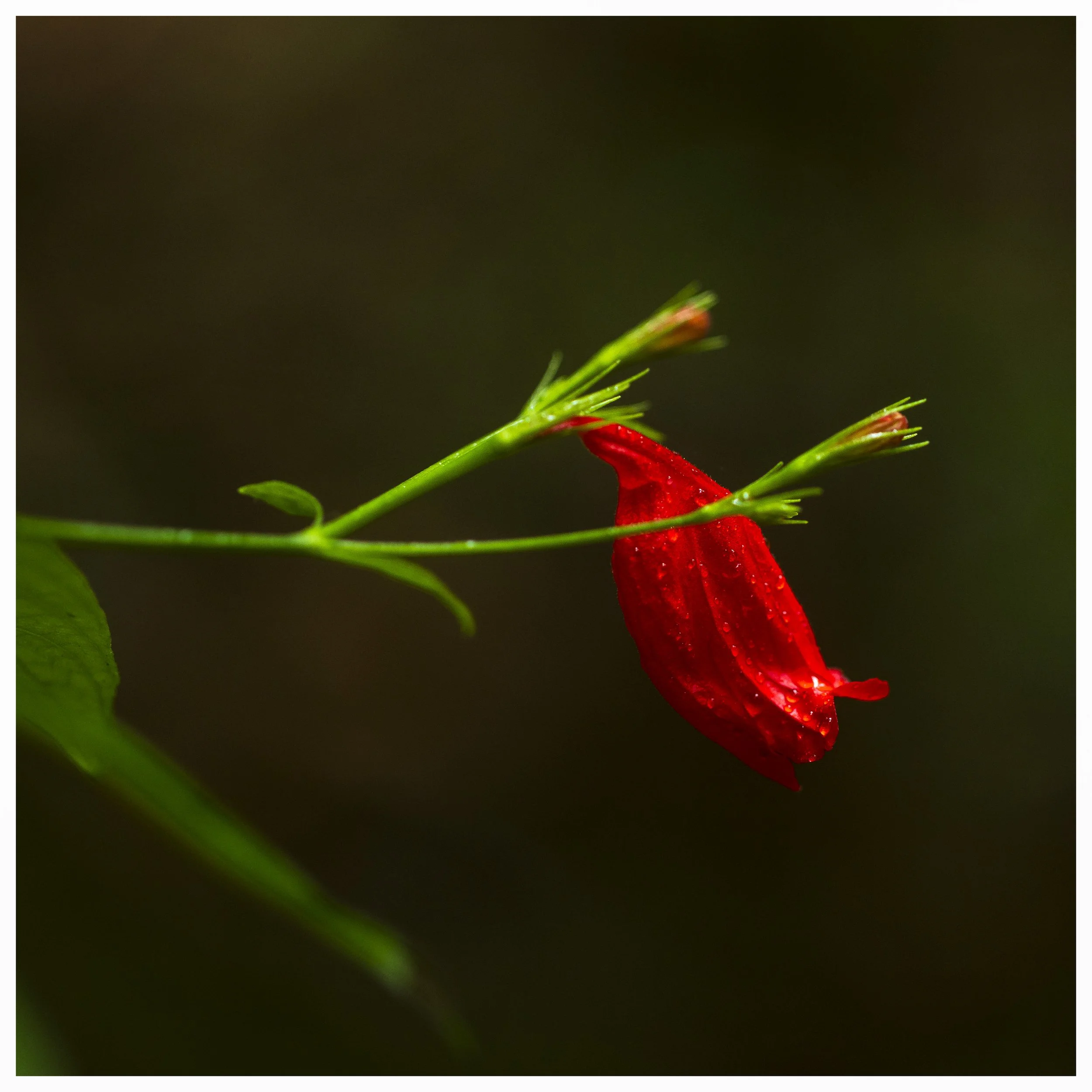 _MGL4941-Edit.jpg