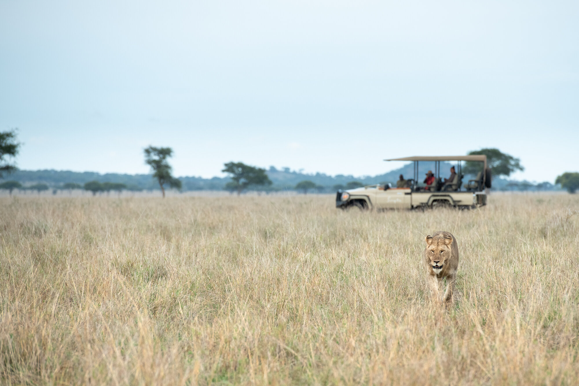 Lion _ Singita Grumeti Reserve _ Ross Couper 7.jpg