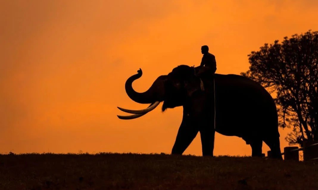 Taming the Elephant: Why Emotional Branding Wins!