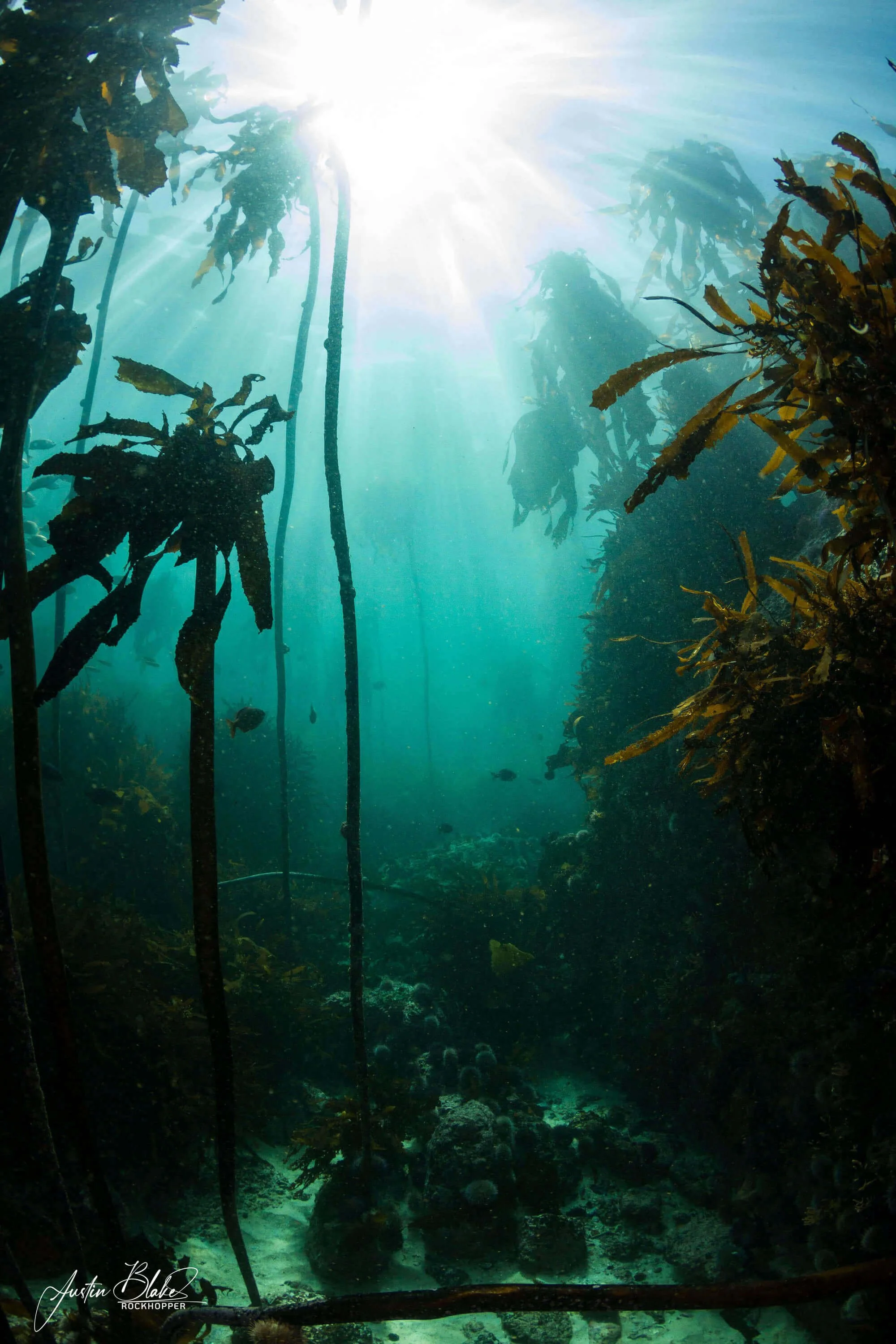 Explore a magical Kelp Forest.jpg