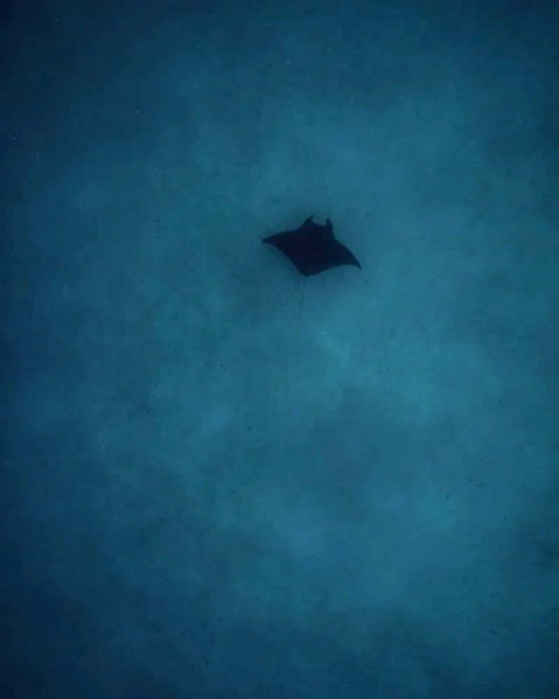 Although I am here on D'Arros focussed on reef fish and coral for a @saveourseasfoundation project, I can't help but find myself occasionally swimming over to the dropoff expecting the familiar shape of a passing Manta down below. This is not the pea