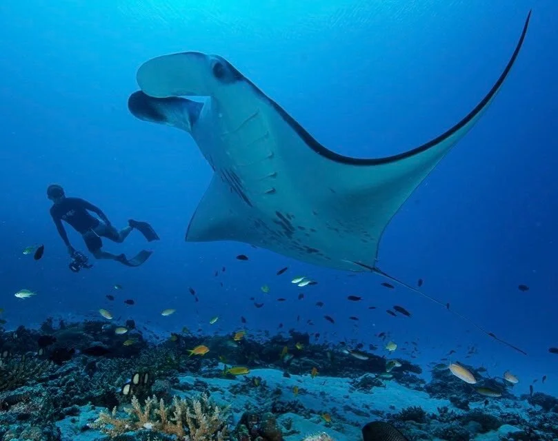 Sometimes you forget you're supposed to be taking photos! Taking a break from pics while freediving with reef manta's in D'Arros, Seychelles. A project with @saveourseasfoundation and @mantatrust. Photo by @pontasharkdiaries #darrosresearchcentre #ma