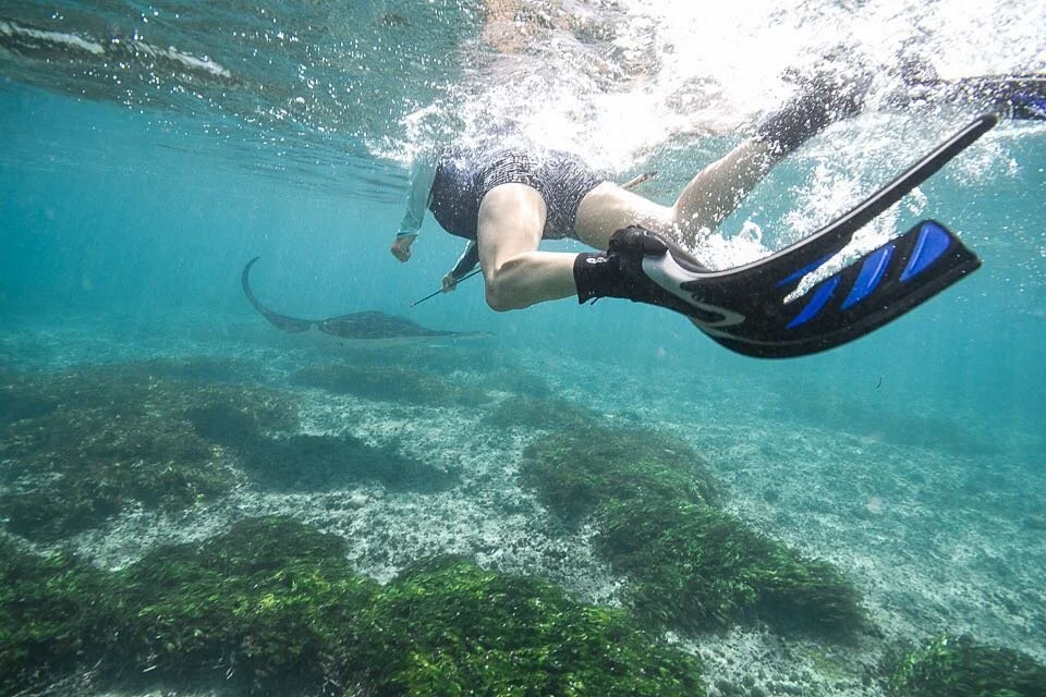 Getting into position and lining up a biopsy shot on a moving 2 and a half meter manta ray is exhilarating, and addictive. That one little pin prick can tell us so much about this animal - from how related they are to individuals at home and around t
