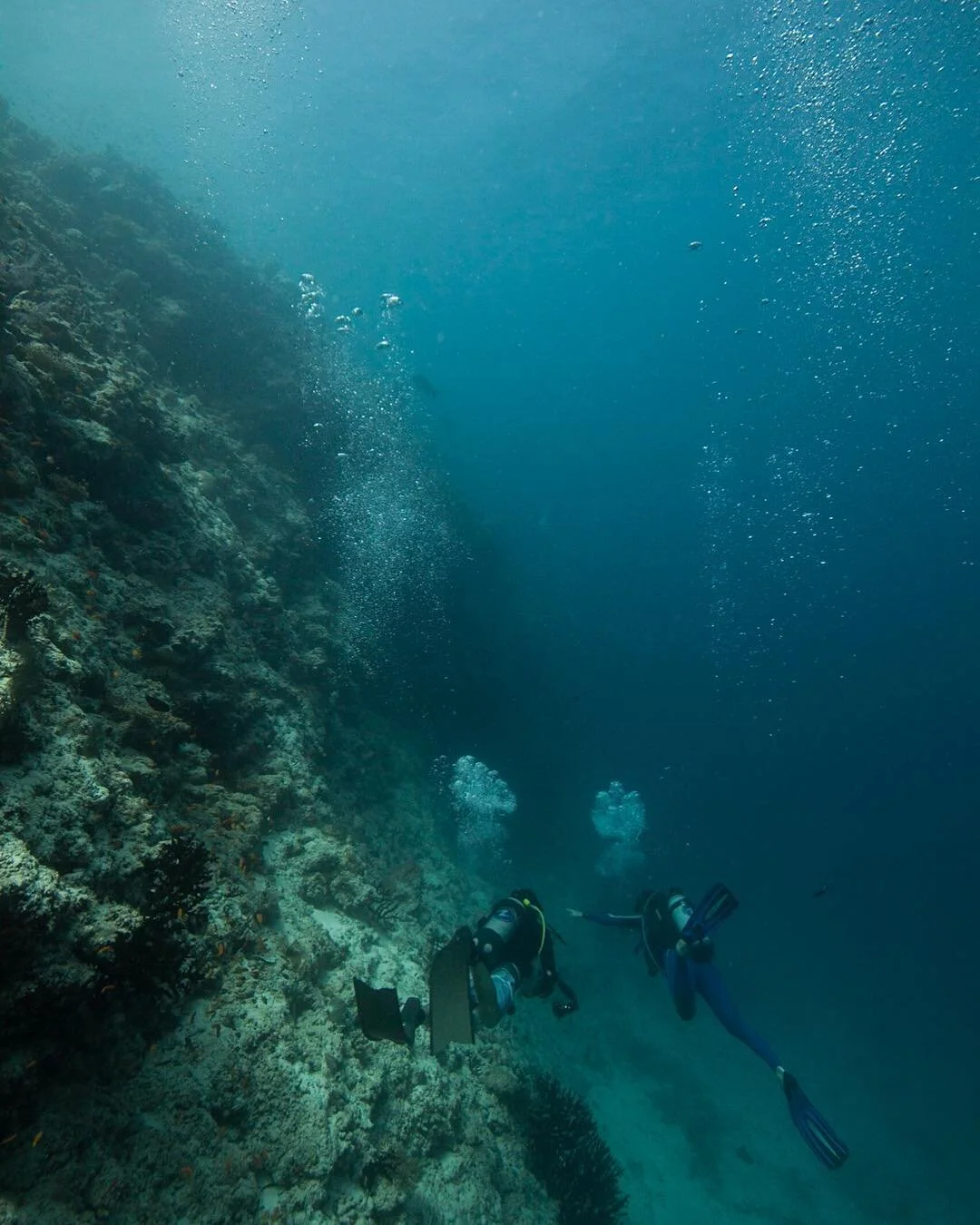 The search. Ryan Daly and Guy Stevens scour the drop off on the hunt for new species. This dive was one of many while on a recent D&rsquo;Arros island &amp; St Joseph Atoll fish biodiversity study. With a tally of 514 species of fish recorded in only