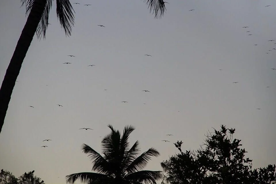 Early risers. Thousands of Frigate birds take to the skies at dawn on D'Arros island, Seychelles. @saveourseasfoundation #darrosresearchcentre #darros #oceanscience #oceanoptimism