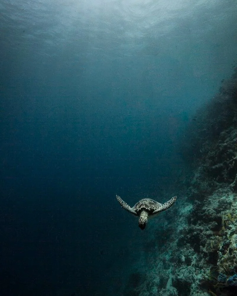 Almost forgot, it's #turtletuesday! Found this guy cruising the dropoff while exploring one of the many steep walls around D'Arros and st Joseph's atoll. @saveourseasfoundation #turtle #darrosresearchcentre #seychelles #coralreef
