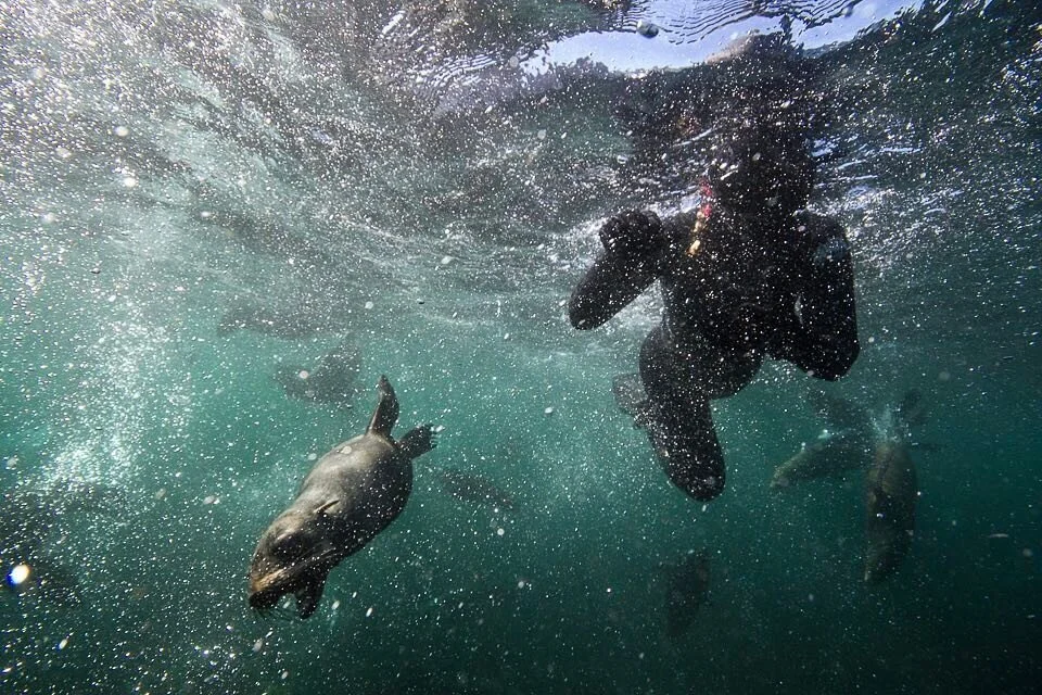 This image epitomises the Cape Town seal snorkeling experience for me. The pups are currently experimenting with their newfound agility and energy as they take their first plunges in the icy water - the bubbles from pups blowing in our faces. It's cr