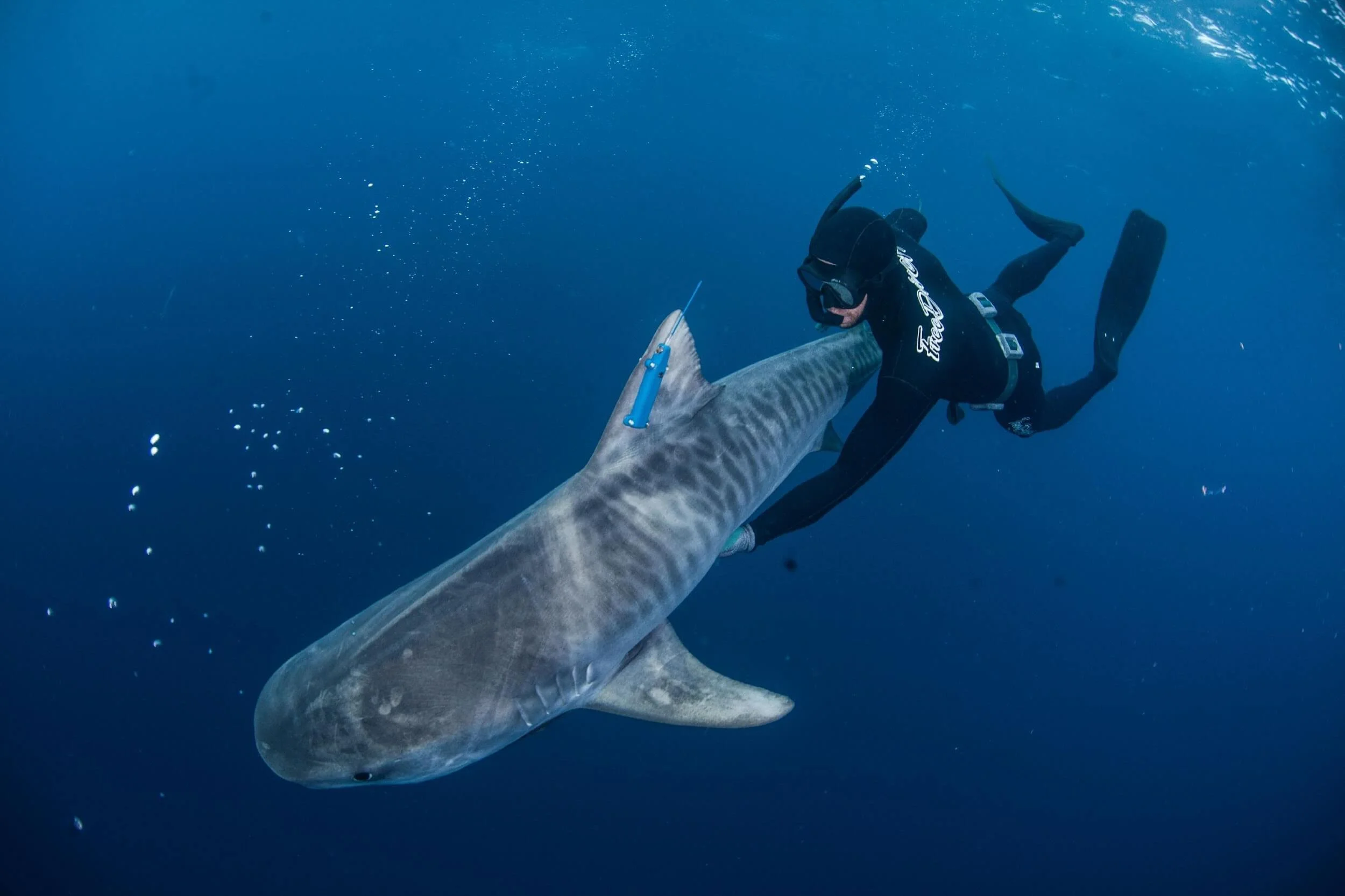 A scuba diver in a wetsuit and mask holds a large shark underwater.