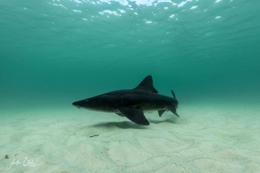 A spotted gully shark swimming over sandy ocean floor in Cape Town, South Africa