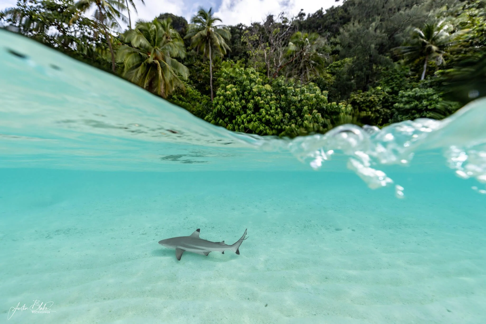Reef shark in Raja Ampat shallows 50-50 split.jpg