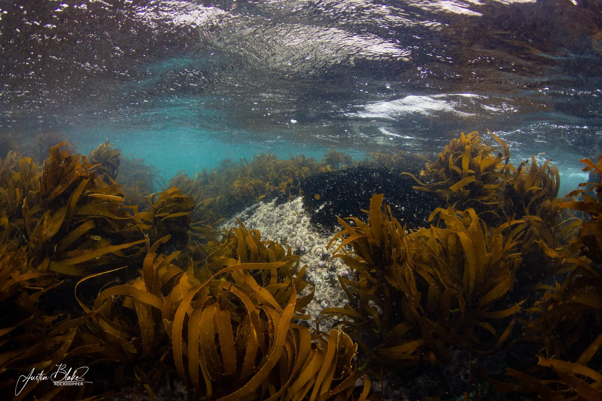 The shallow Kelp Forest_Justin Blake.jpg