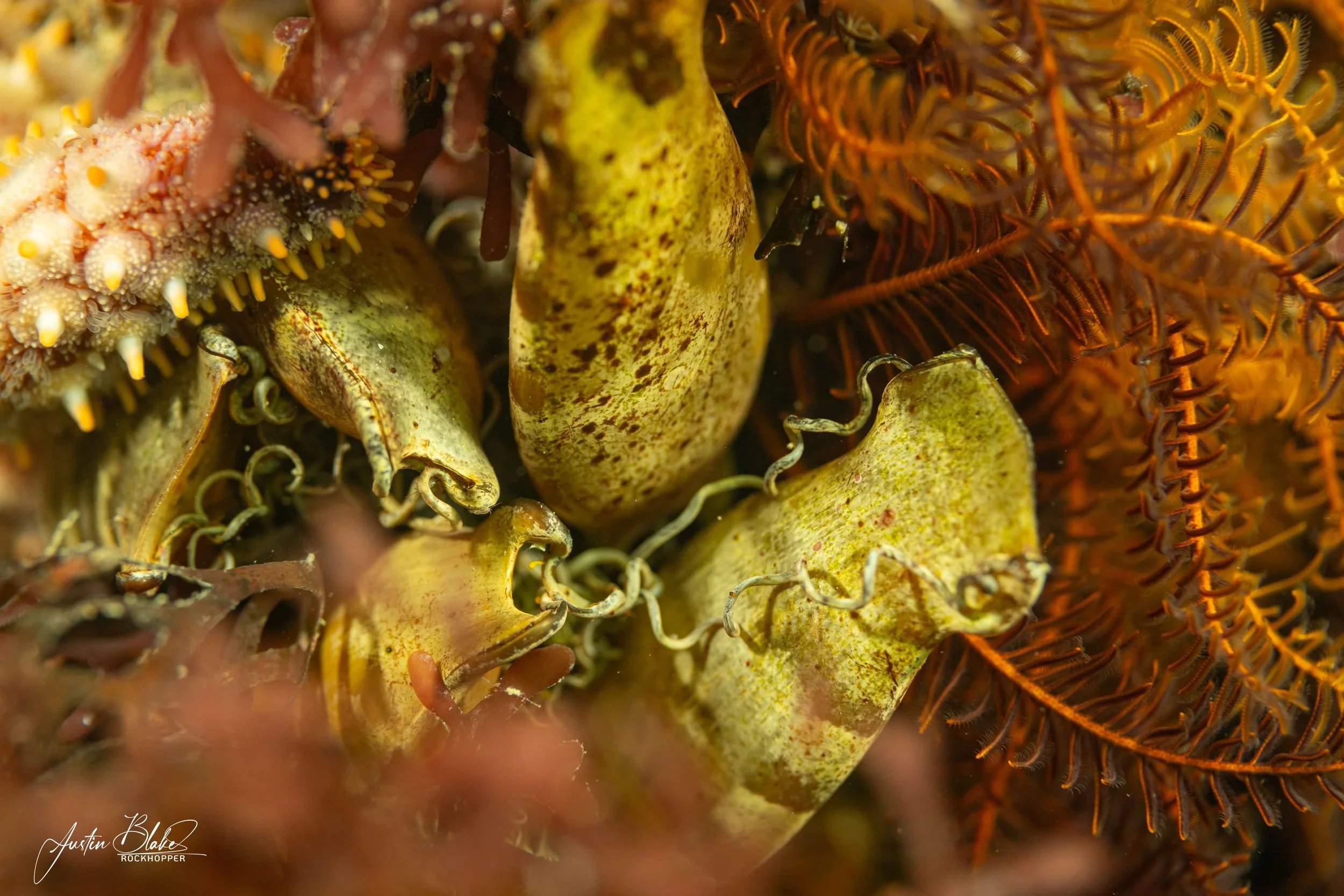 Cluster of Shark Eggs - JustinBlake.jpg