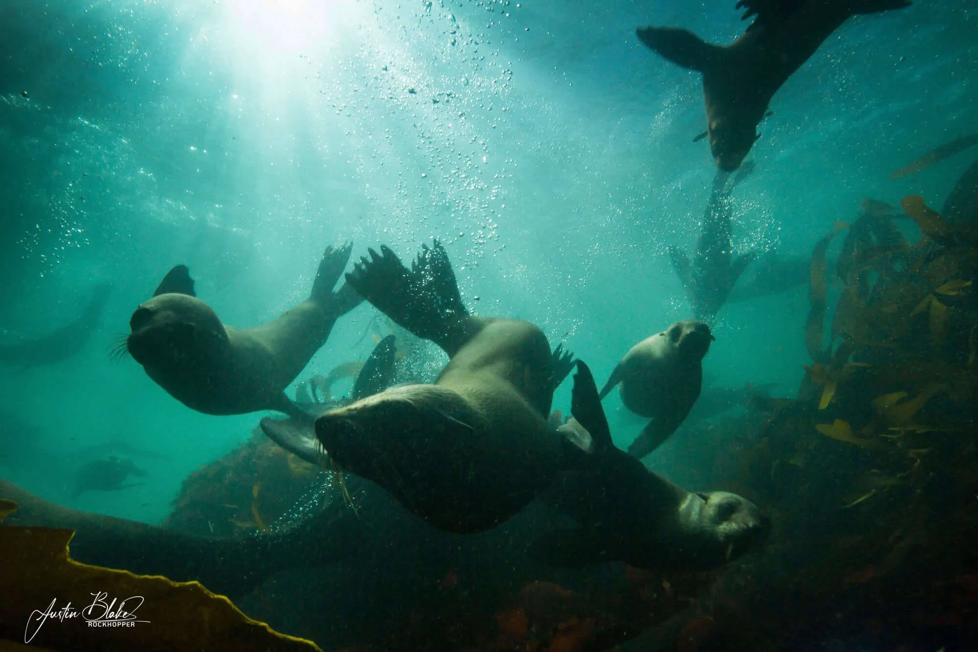 Seals Underwater Image.jpg