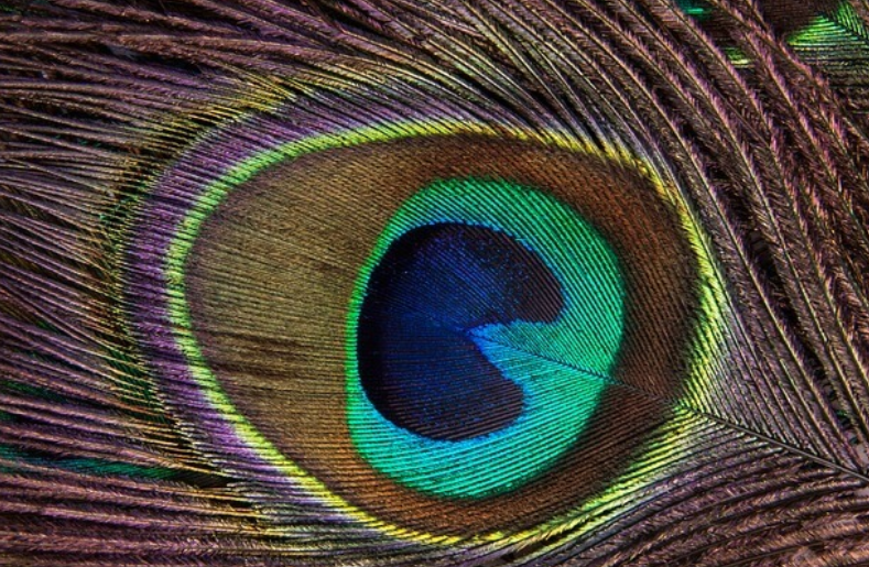 Biomimicry: Using Nature as a Blueprint for Innovation