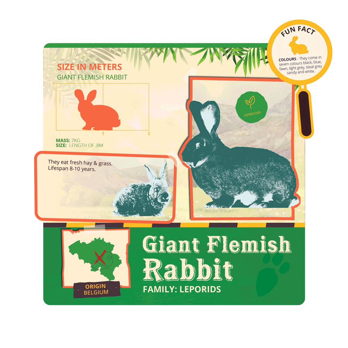 Infographic about the giant Flemish rabbit, showing a silhouette with size in meters, weight of 7kg, length of 0.8 meters, and a photo of the rabbit. It mentions they eat hay and grass and have a lifespan of 8-10 years. The origin is Belgium and the family is Leporids. There is also a fun fact about their colors being black, blue, fawn, light grey, steel grey, sandy, and white.